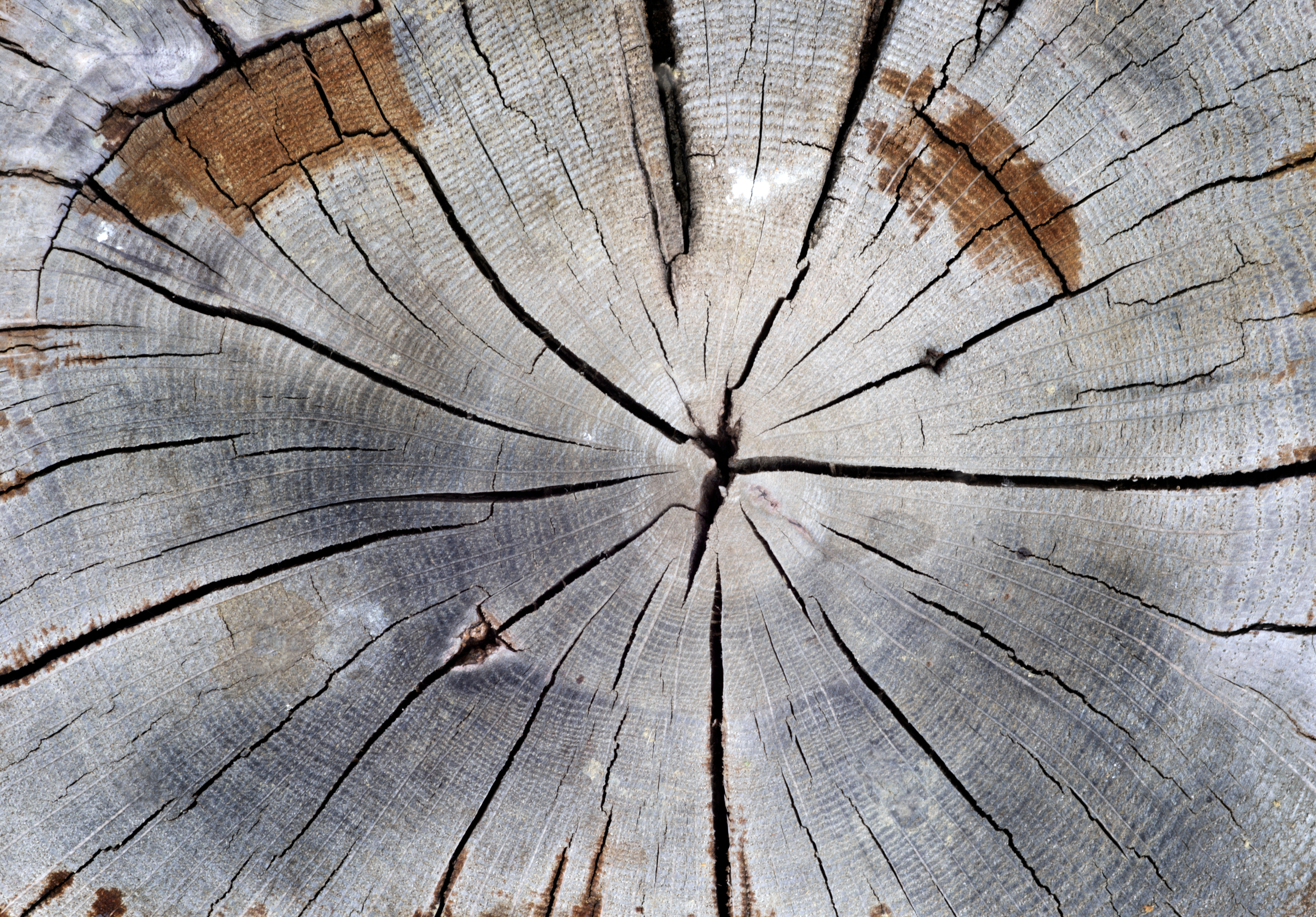 Cracked pine-tree trunk in cross section